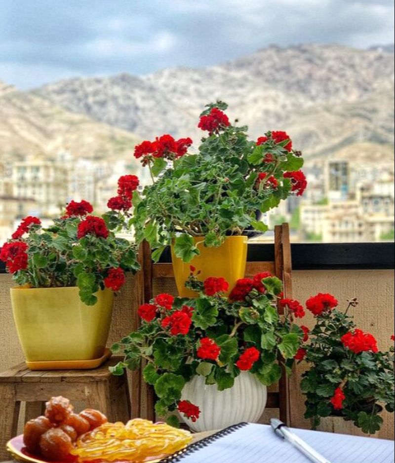 مهراوه شریفی نیا