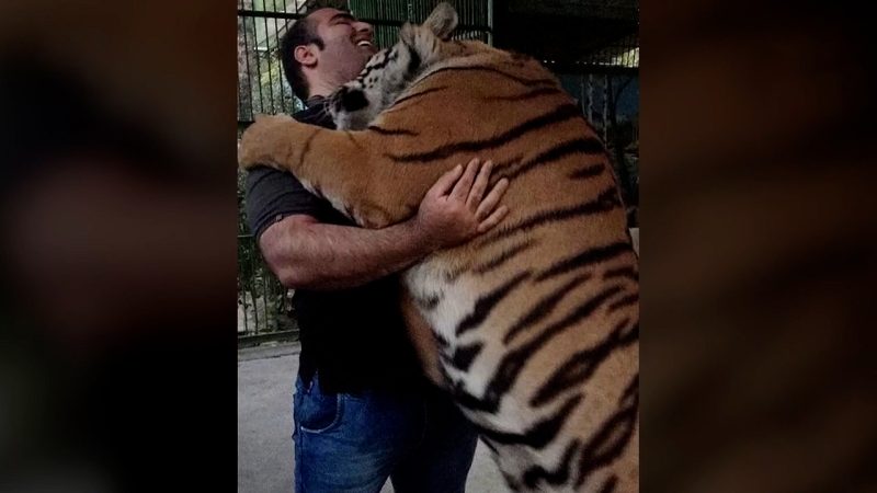 ماجرای زورآزمایی بهداد سلیمی با ببر در قفس! 