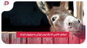 خرهای خاصی که یک پسر ایرانی را میلیونر کردند