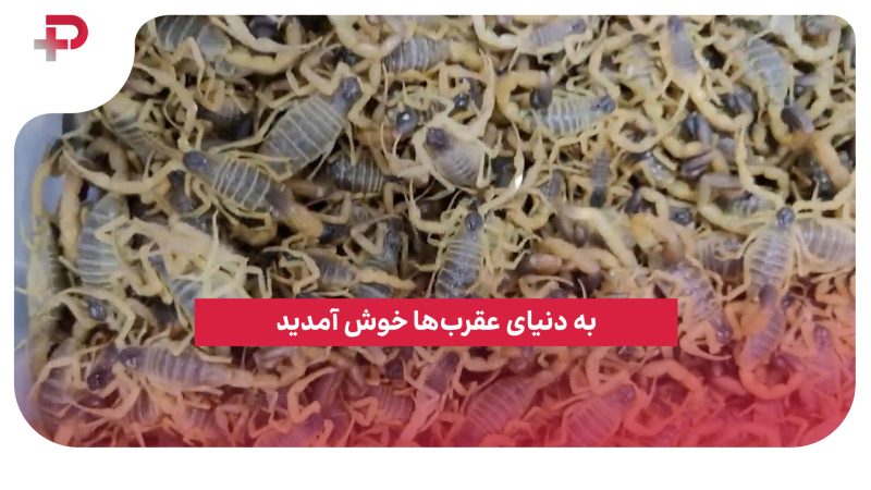 به دنیای عقرب‌ها خوش آمدید