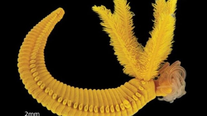 این کرم زیبا طلا می‌سازد! + تصاویر