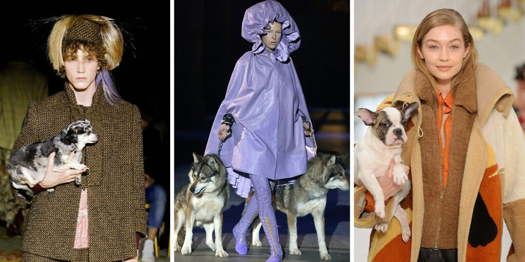 سگها در دنیای مد و فشن