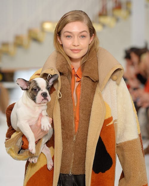 سگها در دنیای مد و فشن