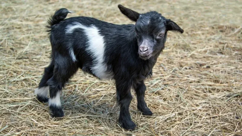 چرا «بزهای غشی» غش می‌کنند؟