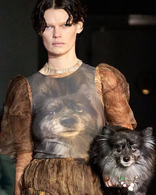 سگها در دنیای مد و فشن