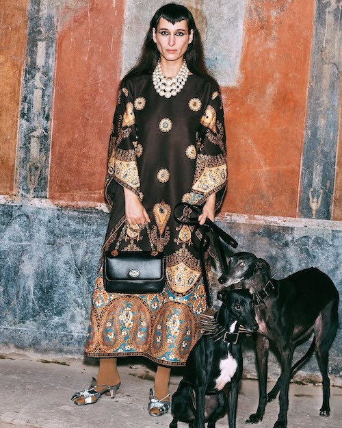 سگها در دنیای مد و فشن