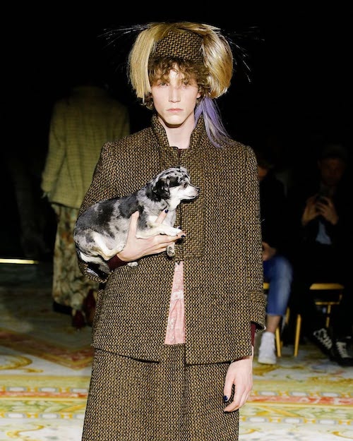 سگها در دنیای مد و فشن