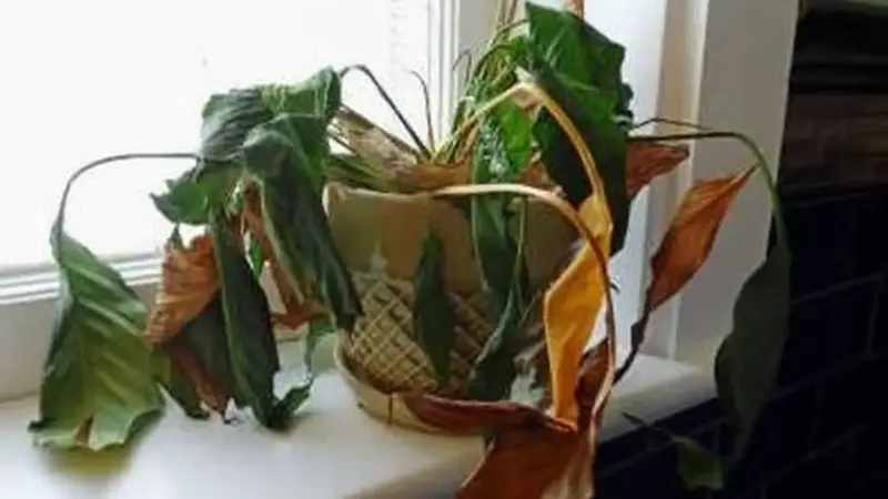 ۶ نشانه ای که باید گیاه آپارتمانی را دور بیندازید
