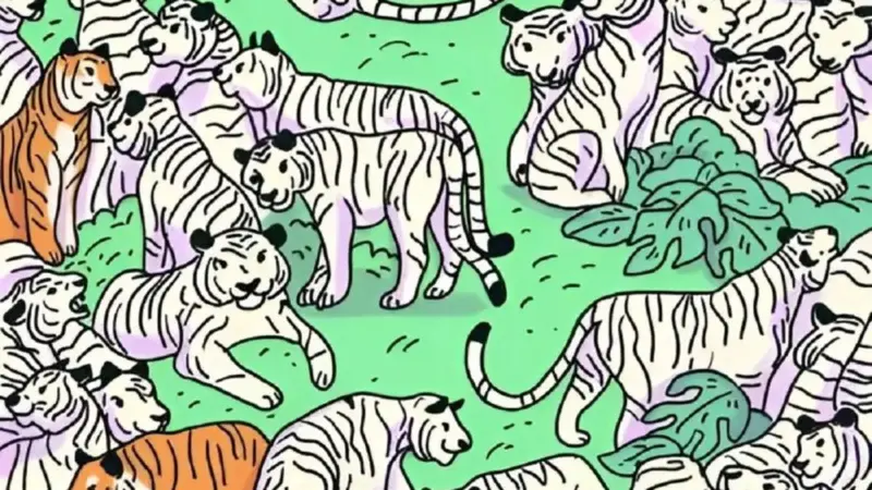 تست بینایی را تیزهوش ها حل کنند/ یک گورخر را که در میان چندین ببر استتار شده است، پیدا کنید