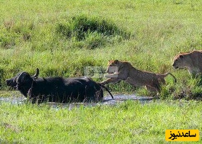 صحنه‌ای تلخ در حیات وحش؛ وقتی گله گوساله زخمی را رها کرد و شیر شکارش کرد!