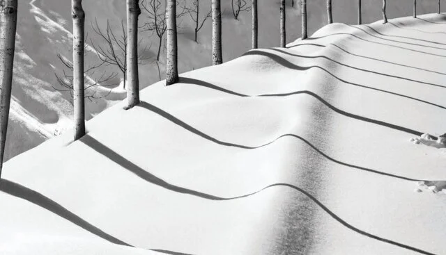 عکسی از عباس کیارستمی که در حراج فلیپس به فروش رسید