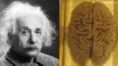 مغز آلبرت انیشتین چگونه دزدیده شد؟