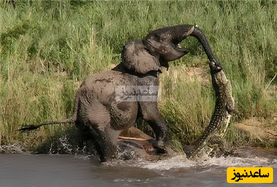 نبرد نفس‌گیر تمساح جوان با فیل کهنسال؛ صحنه‌هایی که نفس را بند می‌آورد! - تصویر شاخص