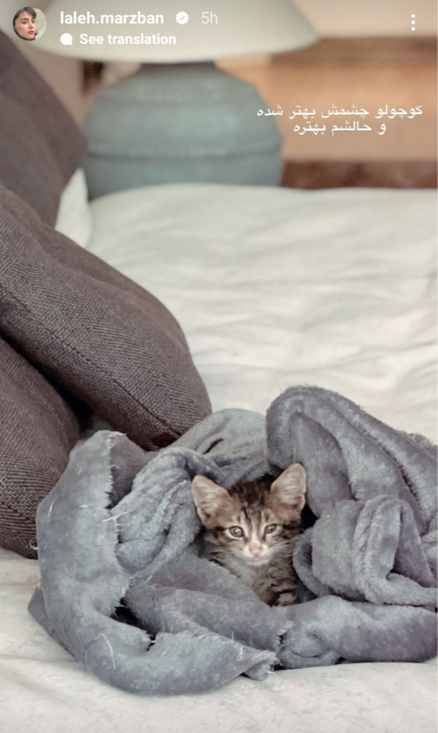 گربه لاله مرزبان