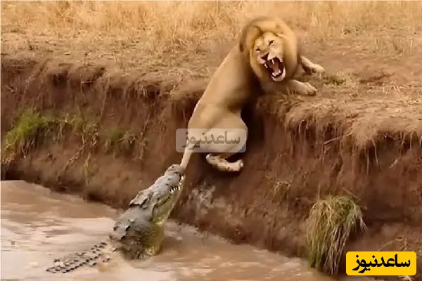 تماشای نفس‌گیر قدرت‌نمایی ترسناک تمساح، سلطان بی‌رقیب رودخانه‌ها!
