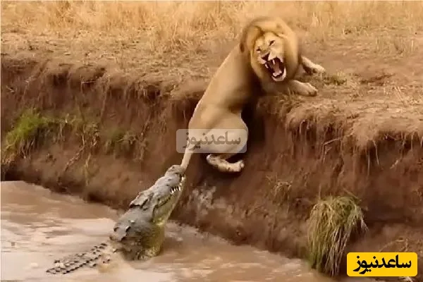 تماشای نفس‌گیر قدرت‌نمایی ترسناک تمساح، سلطان بی‌رقیب رودخانه‌ها!