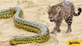 راز بقا در دل جنگل‌های آمازون؛ چگونه جگوار غول پیکر مار آناکوندا را شکار می‌کند؟