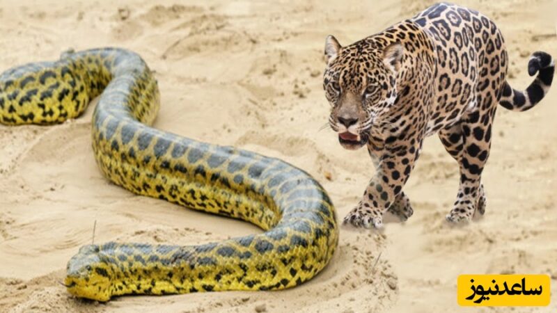 راز بقا در دل جنگل‌های آمازون؛ چگونه جگوار غول پیکر مار آناکوندا را شکار می‌کند؟ 