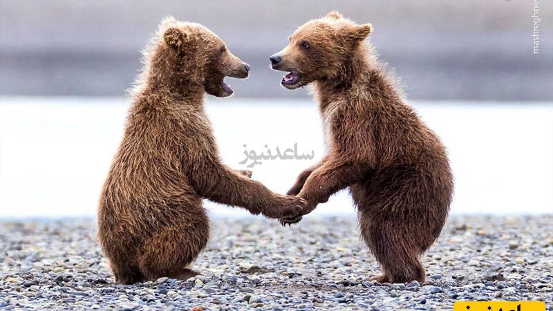 تماشای لحظه نادر الاکلنگ‌بازی دو خرس در باغ‌وحش نیویورک که همه را شگفت‌زده کرد! 
