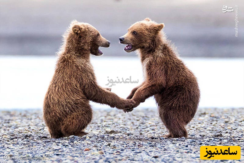 تماشای لحظه نادر الاکلنگ‌بازی دو خرس در باغ‌وحش نیویورک که همه را شگفت‌زده کرد! - تصویر شاخص