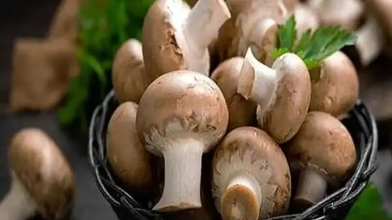 از فواید قارچ برای سلامت قلب غافل نشوید 