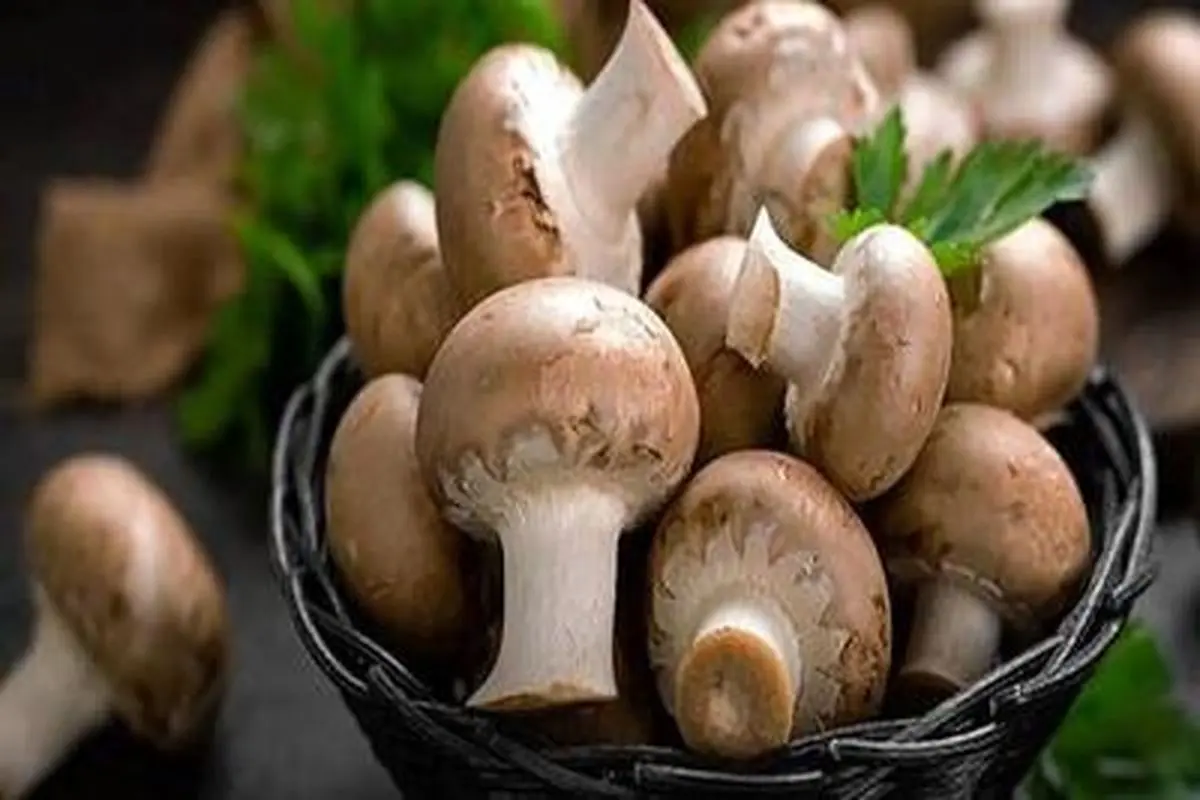 از فواید قارچ برای سلامت قلب غافل نشوید