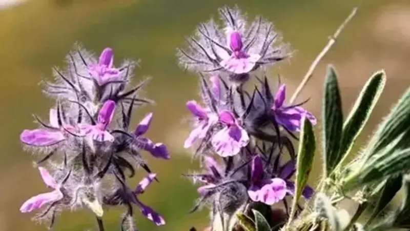 ۷ فایده طلایی چای کوهی برای بدن را بدانید