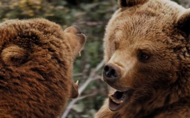 دوبله یک مستند حیات وحش برای تلویزیون