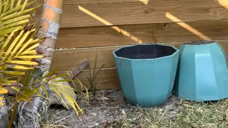 تست بینایی را تیز بین ها حل کنند/ مارمولک پنهان شده در باغچه حیاط خلوت را تشخیص دهید