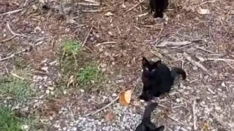 تیز بین ها این مسئله را حل کنند/ آیا می‌توانید گربه پنهان‌شده در 7 ثانیه پیدا کنید؟