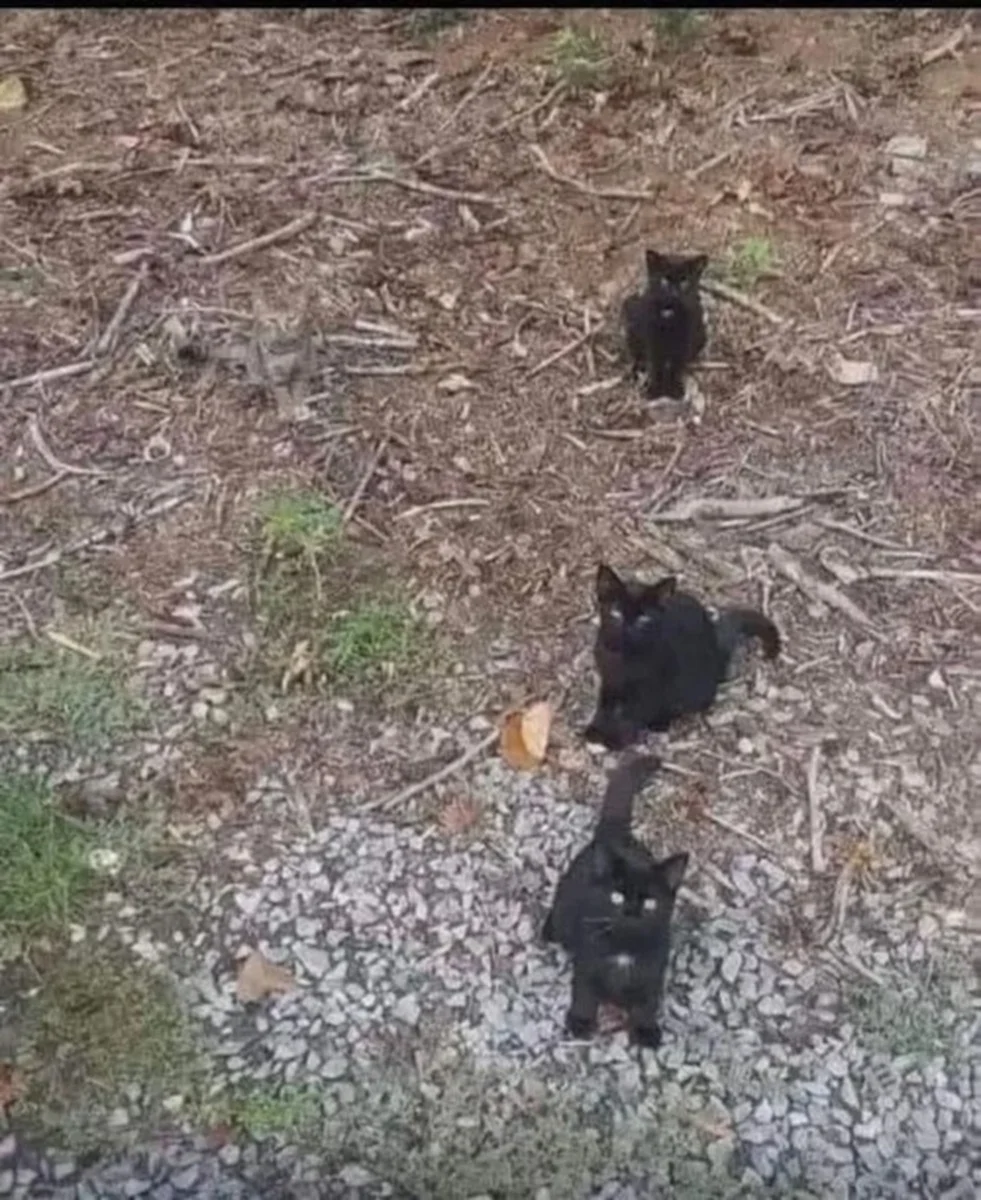 تست بینایی یافتن گربه چهارم