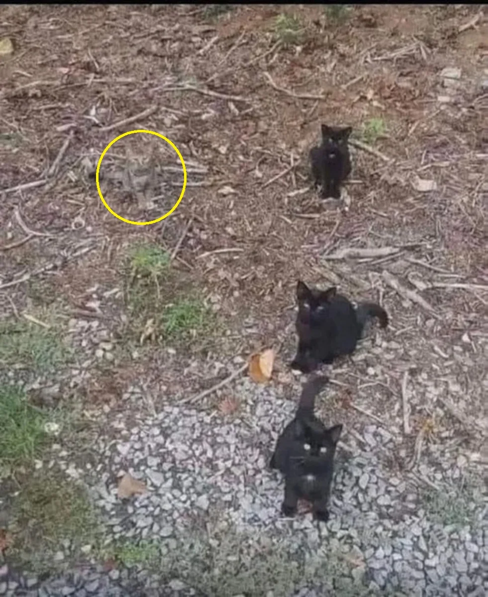 پاسخ تست بینایی یافتن گربه چهارم