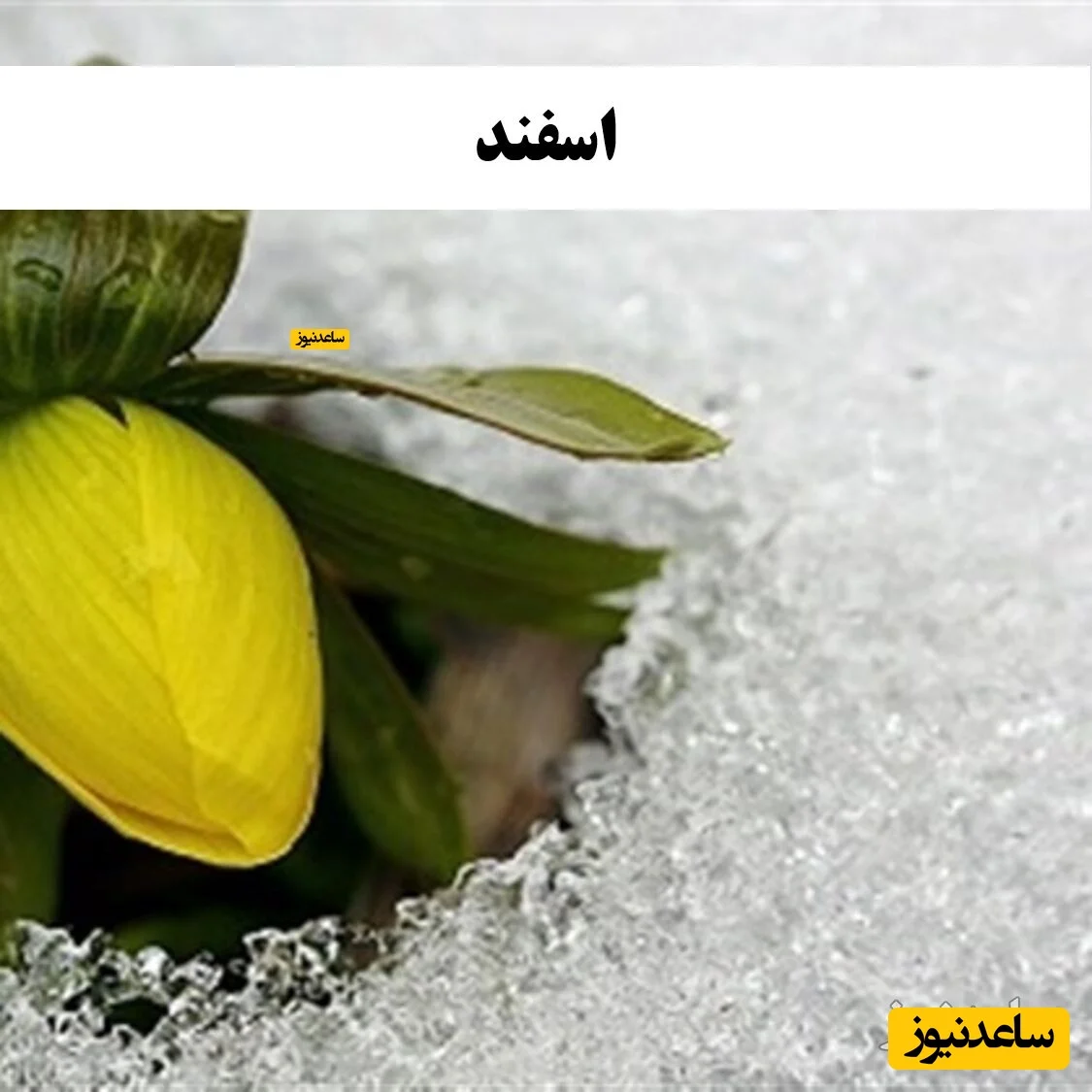 اسفند