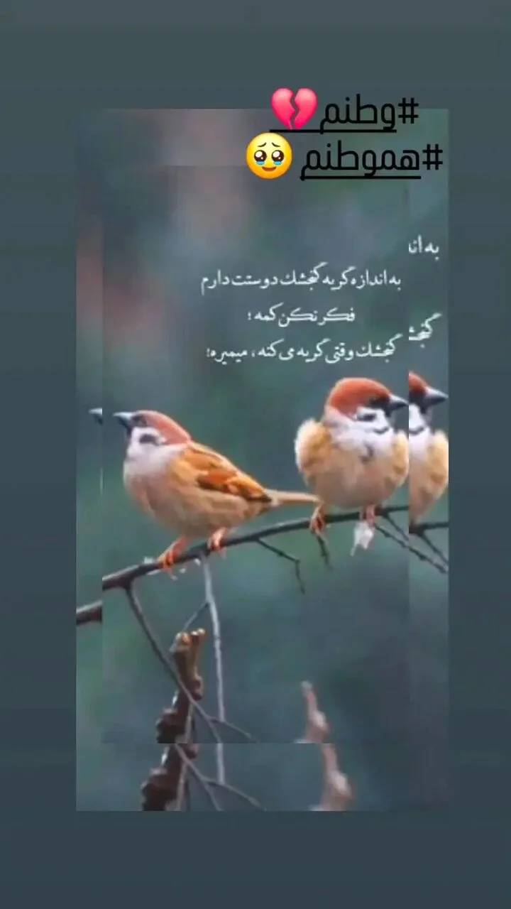 مرجانه+گلچین