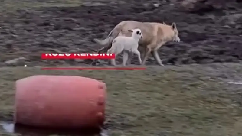 فیلم| داستان شگفت‌انگیز دوستی گرگ و بره در دل طبیعت رومانی