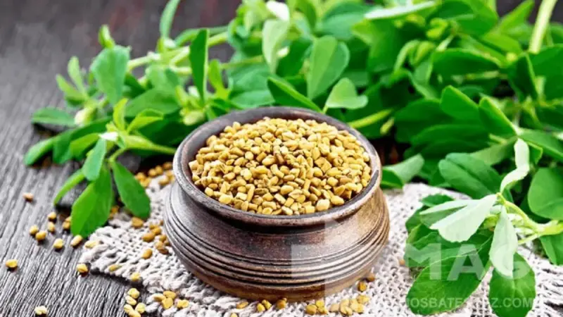 شنبلیله؛ راز هزارساله‌ای که سلامت شما را متحول می‌کند!