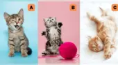 با انتخاب یک بچه گربه شخصیت واقعی‌تان را کشف کنید؛ خلق و خوی شما ثابت است یا متغیر؟