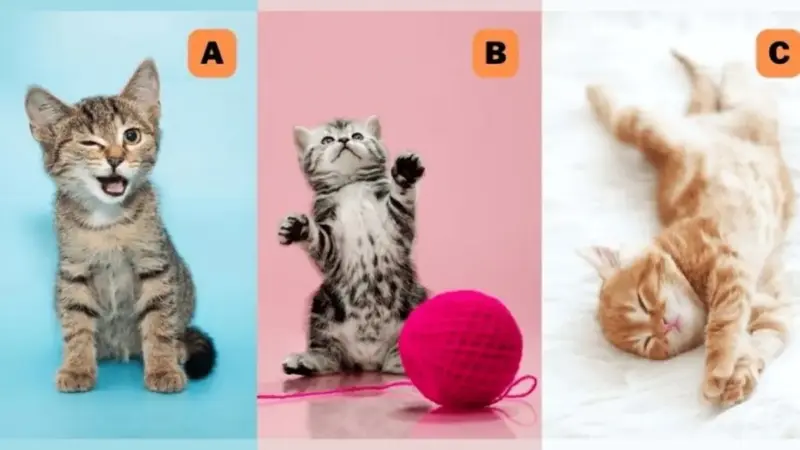 با انتخاب یک بچه گربه شخصیت واقعی‌تان را کشف کنید؛ خلق و خوی شما ثابت است یا متغیر؟
