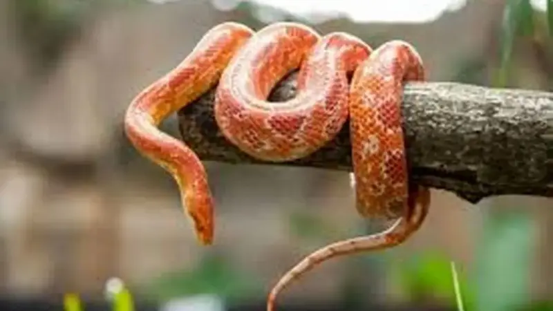 چگونه مارها با هورمون گرسنگی، یک سال بدون غذا زنده می‌مانند؟