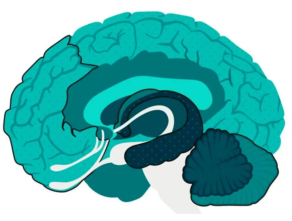 بهترین روشهای جوان نگهداشتن مغز