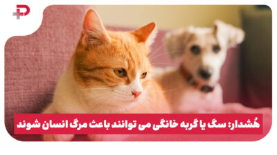 هُشدار: سگ یا گربه خانگی می توانند باعث مرگ انسان شوند