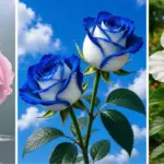 22 عکس گل زیبا و باکیفیت برای پروفایل
