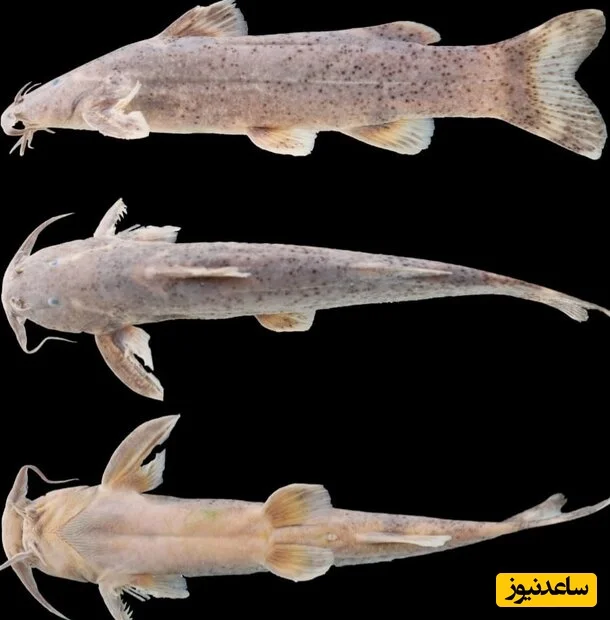 ماهی علی دایی