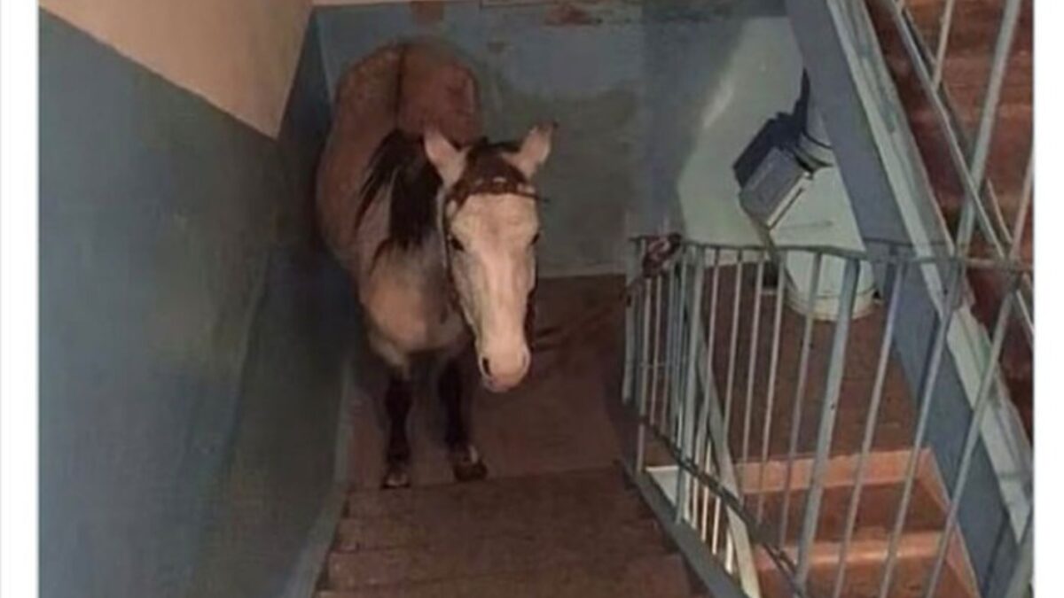 ۱۹ عکس گیج‌کننده و خنده‌دار که شما را به تعجب وا می‌دارد!