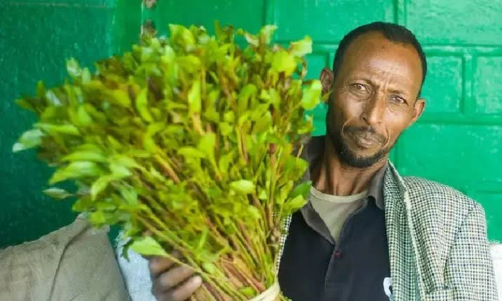 گیاه قات