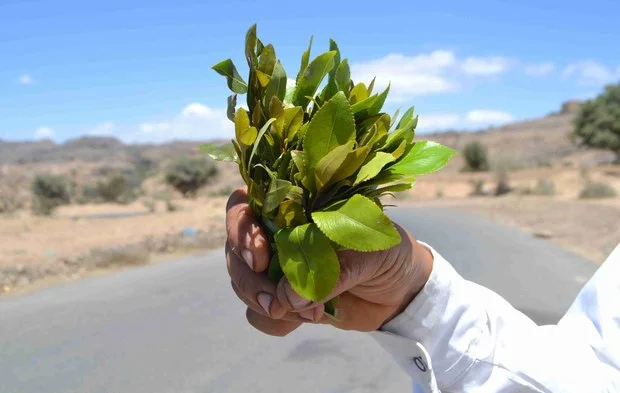 گیاه قات