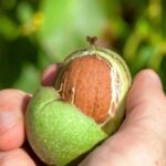 روش‌های پوست کندن گردو تازه بدون لکه سیاه روی دست‌ها!