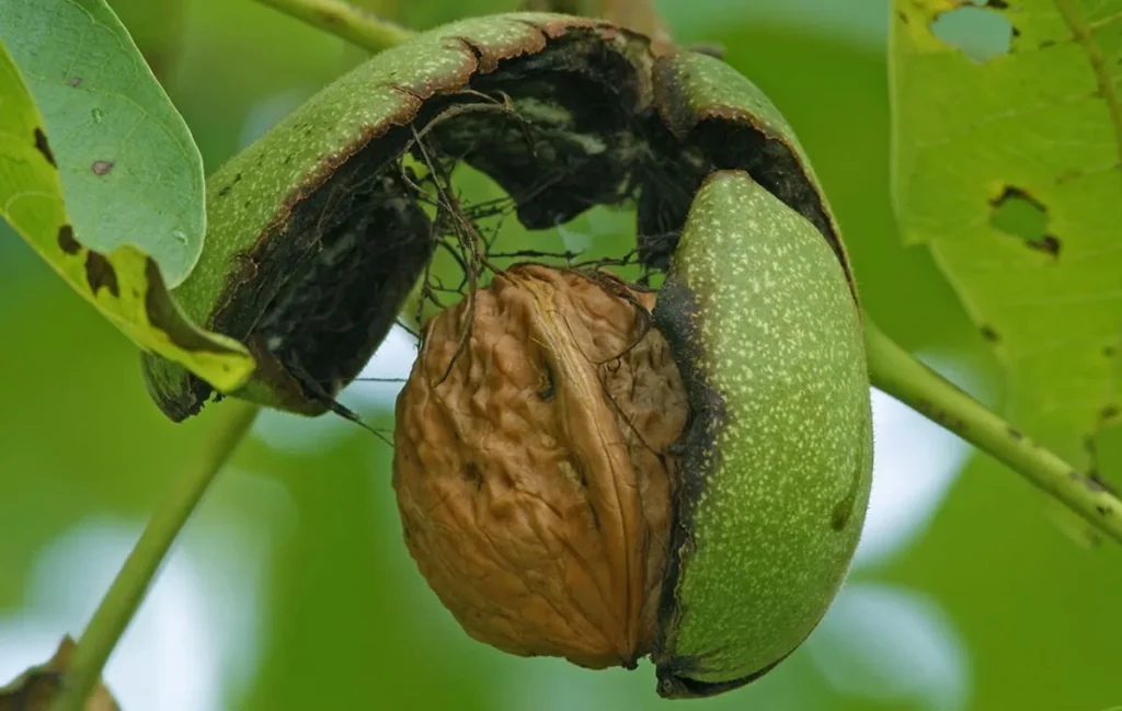 walnut